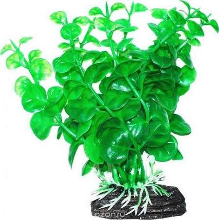 Растение УЮТ 11 см Бакопа зеленая 203ВК