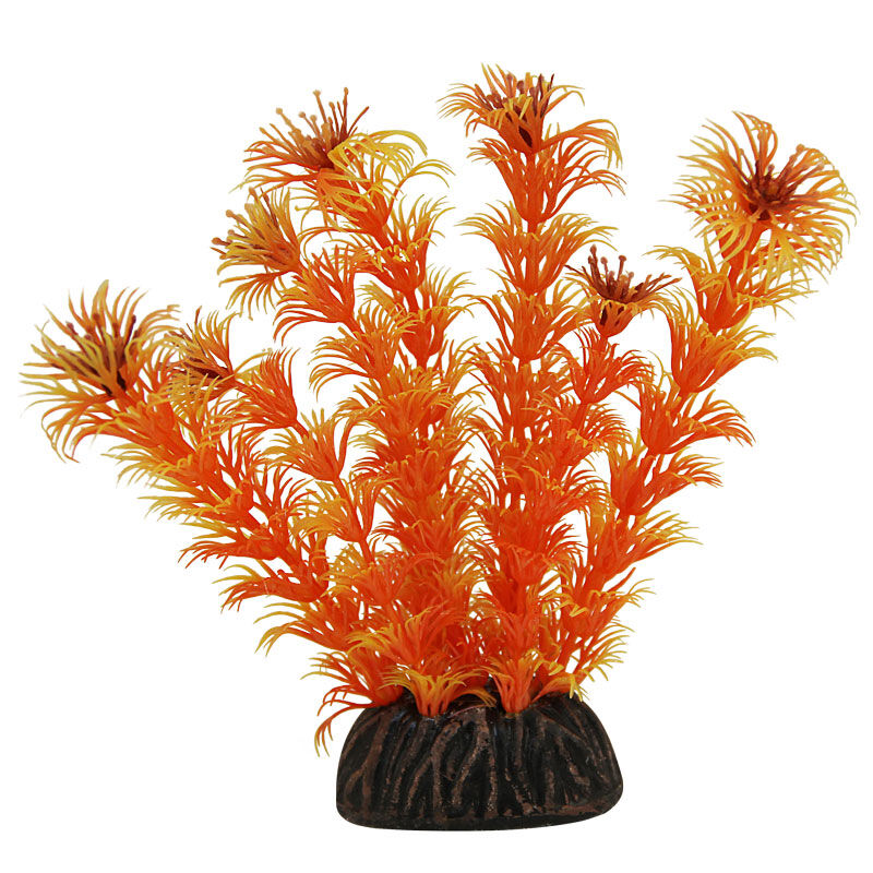 Растение "Амбулия" оранжевая,100мм,ЛАГУНА