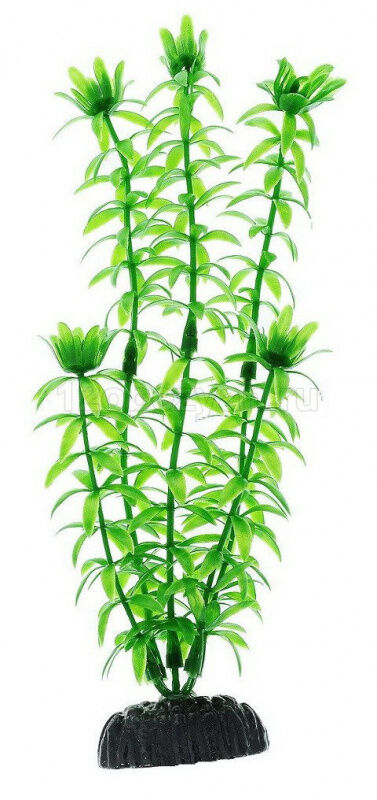 Растение Элодия 