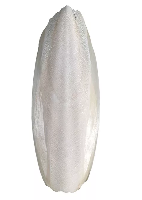 Панцирь каракатицы (натуральный)