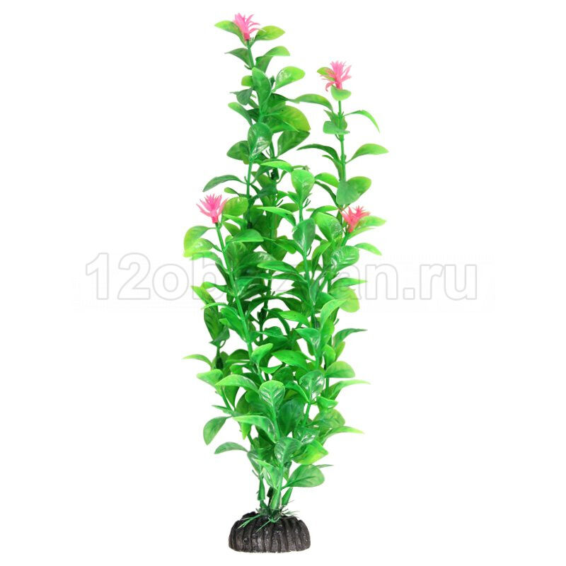 Растение Лагуна LD1039 Незея 100 мм цветущая