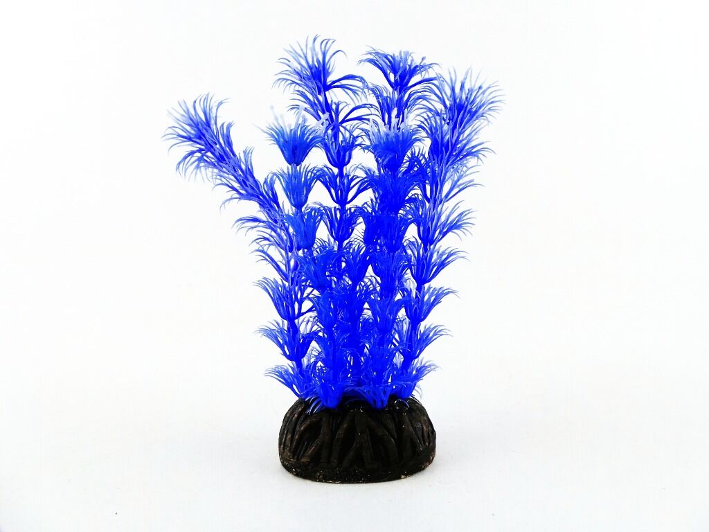 Растение Амбулия голубая 10см 1392Р