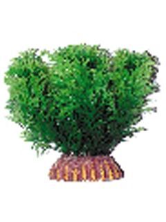 Растение Тритон пластмас. 10 см 1015