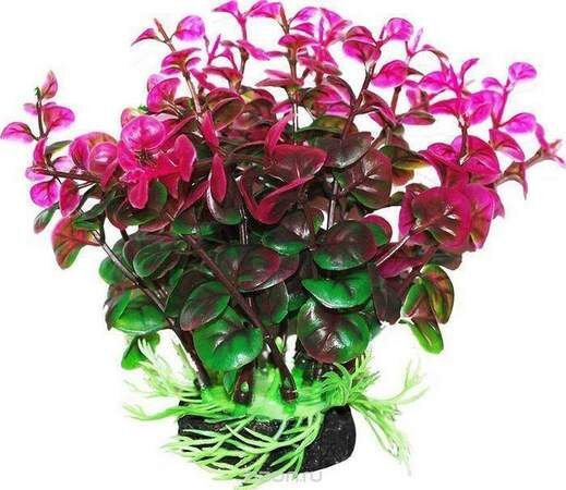 Растение УЮТ 12 см Бакопа зелено-фиолетовая 309ВК