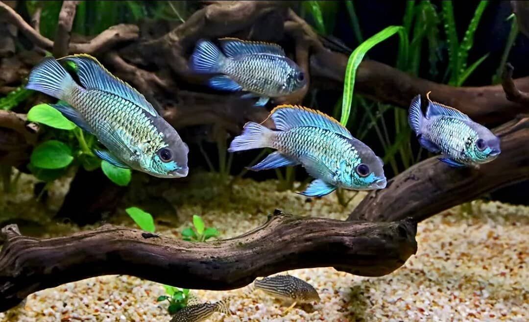 Голубой акар рыбка фото