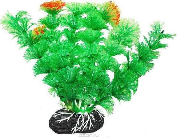 Растение УЮТ 11 см Амбулия зеленая с оранжевым 208 ВК