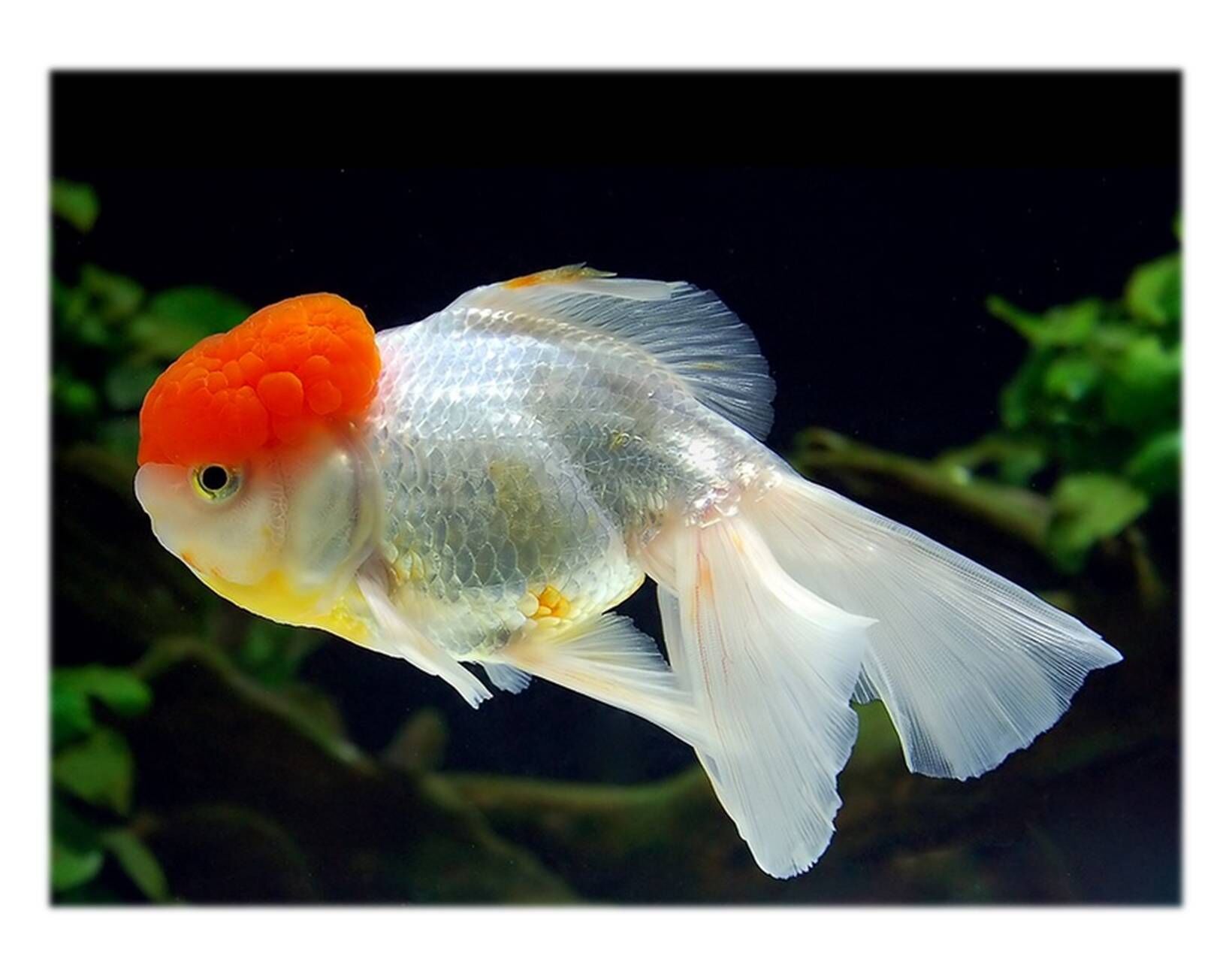 Золотая рыбка Оранда красная шапочка