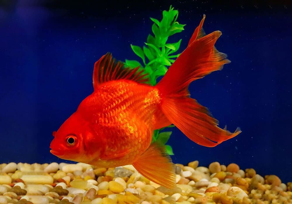 Красный Риукин (золотая рыбка)