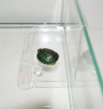 Пл-5 Плотик д/черепах на стенку аквар. средний h 12*19*15 см